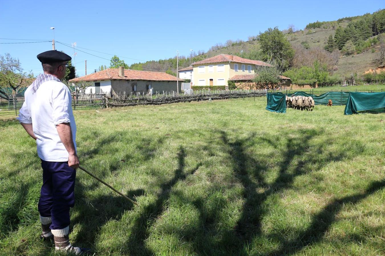 Fotos: El rey de Cerezales, el Carea