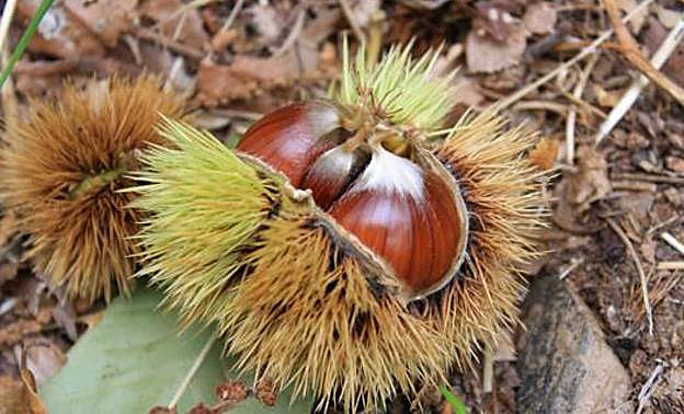 Castaña del Bierzo.