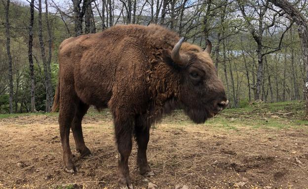Imagen actual del bisonte Guzmán.