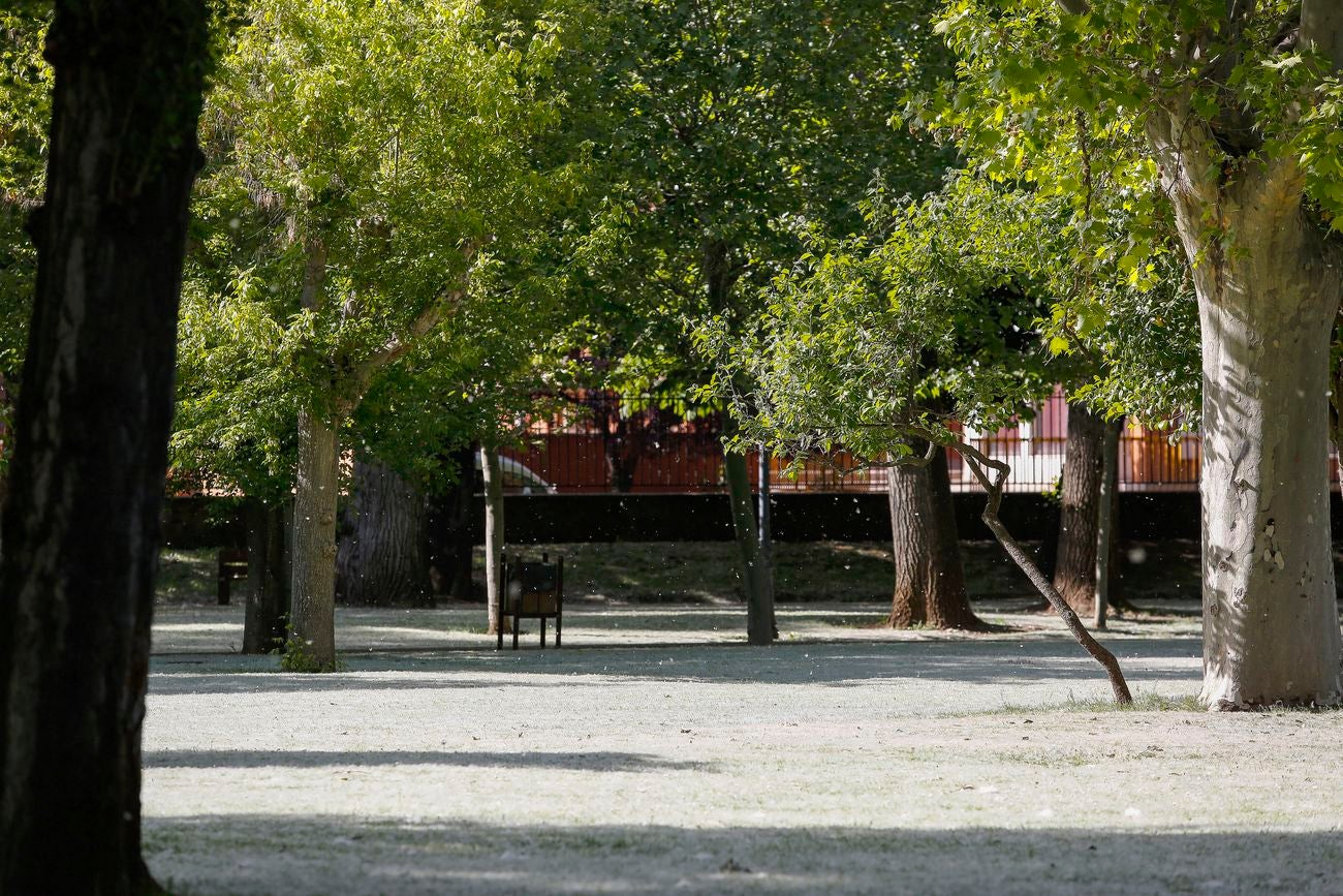 ¿Nieva en León? No, son 'pelusas algodonosas' que llenan el aire en la capital a lo largo de los últimos días | Se trata de un fenómeno típico entre mayo y junio y estas pelusas blancas que parecen algodón, que muchos confunden con polen, no provocan alergia y son semillas
