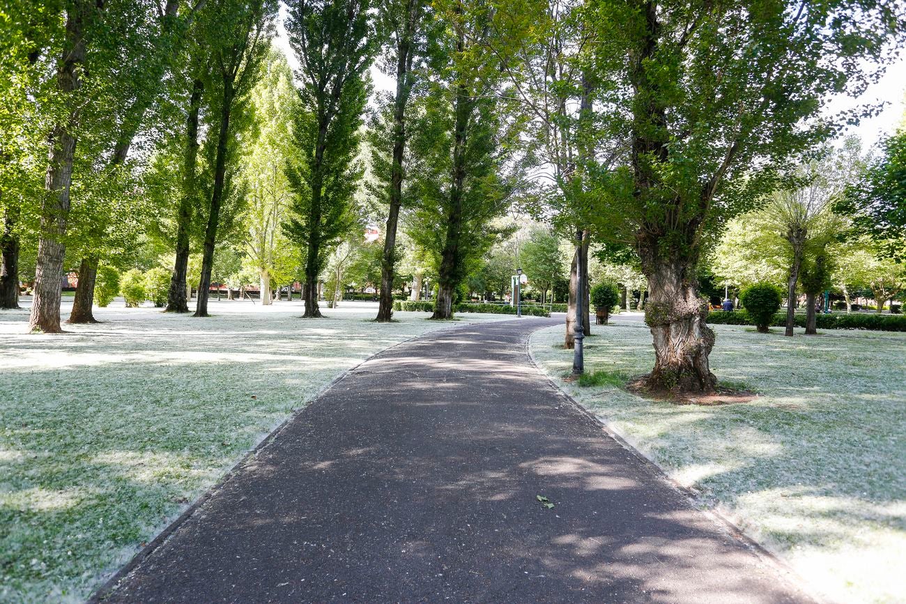 ¿Nieva en León? No, son 'pelusas algodonosas' que llenan el aire en la capital a lo largo de los últimos días | Se trata de un fenómeno típico entre mayo y junio y estas pelusas blancas que parecen algodón, que muchos confunden con polen, no provocan alergia y son semillas