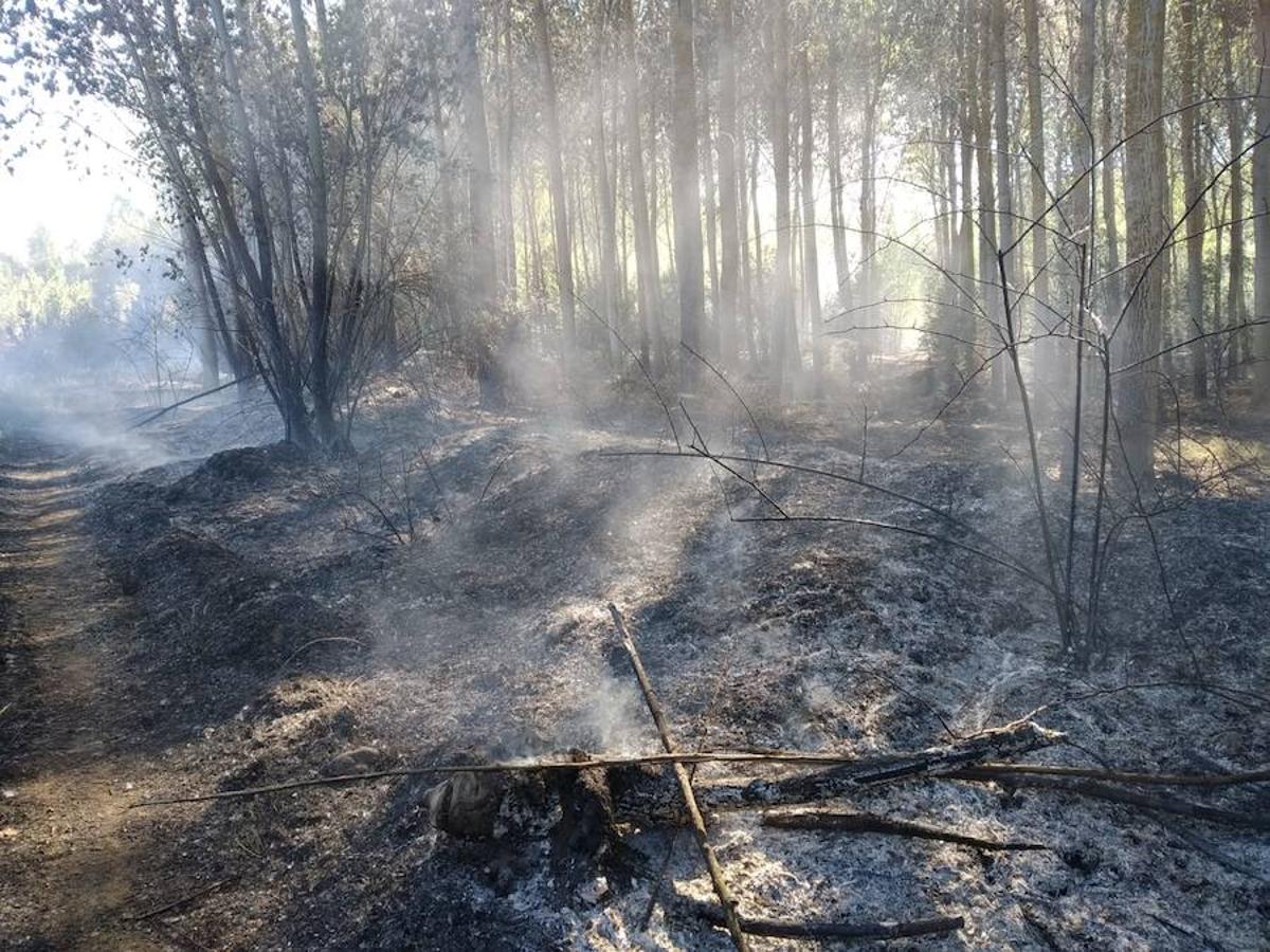 Fotos: Incendio forestal en Sardonedo