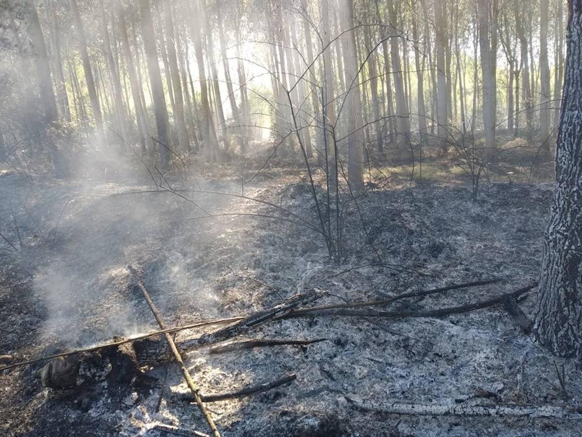 Fotos: Incendio forestal en Sardonedo