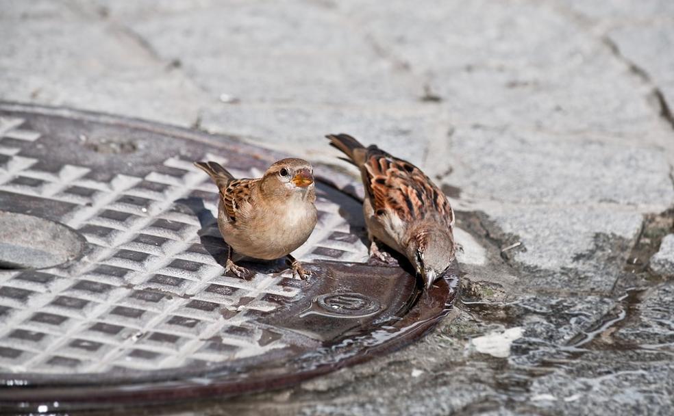 Dos pájaros alivian el calor en una calle.