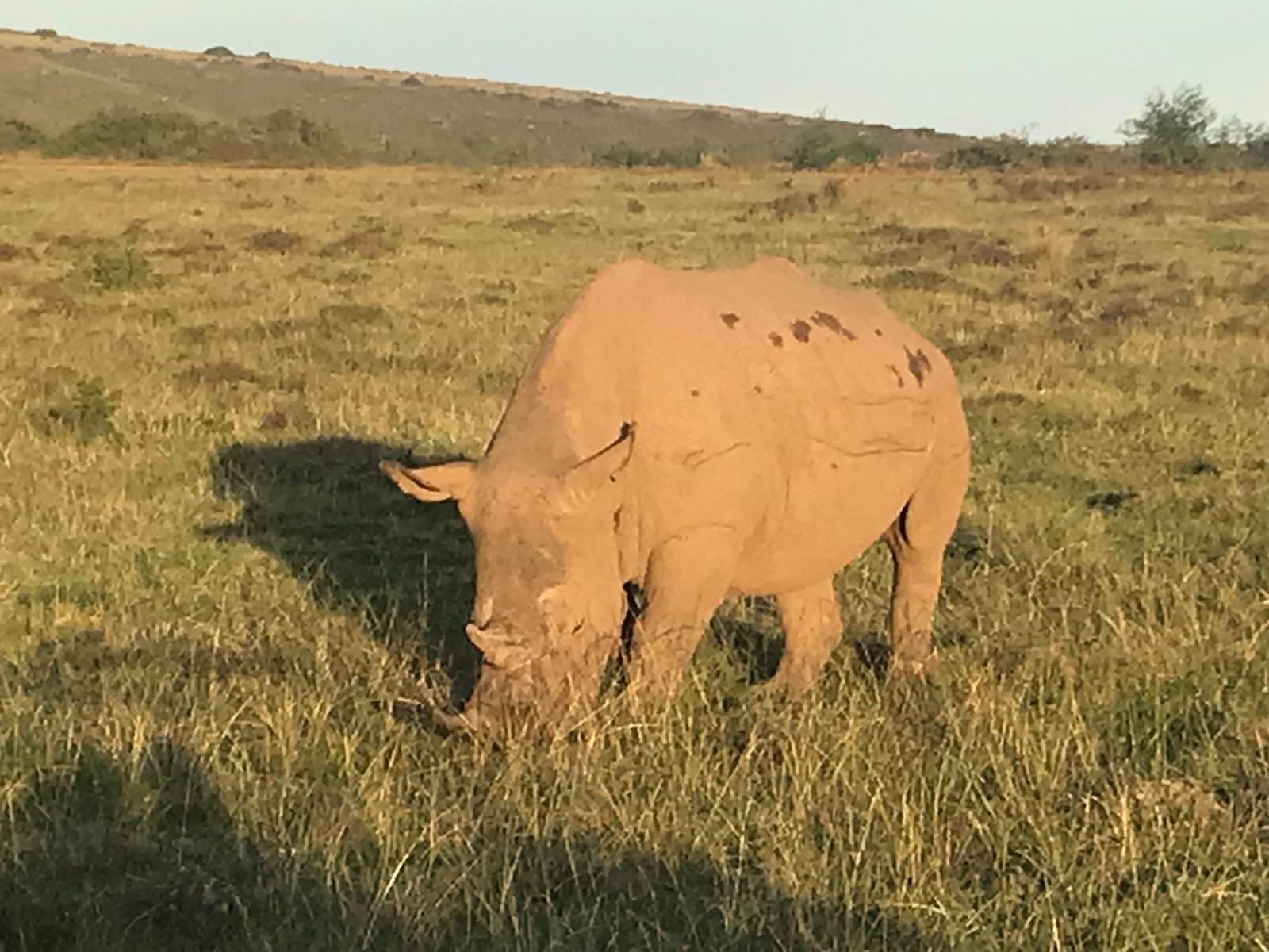 La firma leonesa 'Surma Expediciones' y 'Olas y Nieve' impulsa un gran viaje a Sudáfrica desde León con la compañia de Kike Calleja | Once días recorriendo Sudáfrica, con salida el 4 de octubre, y con un programa que incluye un especial 'ruta Gondwana' por esta reserva privada o buceo con el tiburón blanco