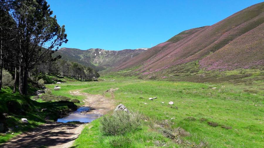 La riqueza y biodiversidad del Alto Bernesga es excepcio- nal, debido a su ubicación biogeográfica en la zona de transición entre la España mediterránea y la España atlántica, disfrutando de especies arbóreas de ambas regiones separadas por escasos metros. La Reserva de la Biosfera del Alto Bernesga fue declara- da por la UNESCO en 2005. Desde entonces, han sido numerosos los pasos que se han dado hacia la consoli- dación de la misma, basados todos ellos en programas y procesos donde la participación ciudadana es prioritaria. 