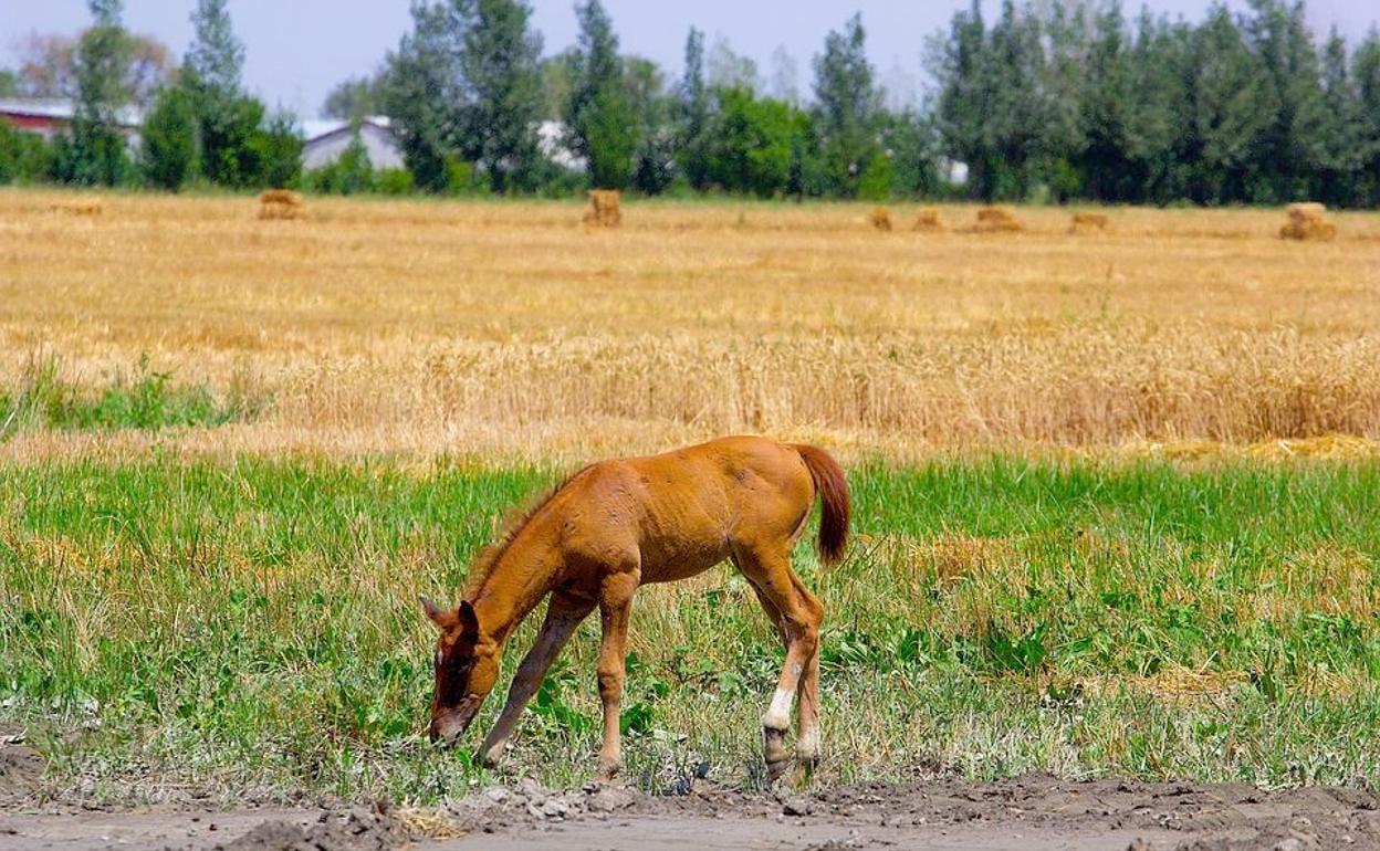 Un caballo pasta en pleno verano.