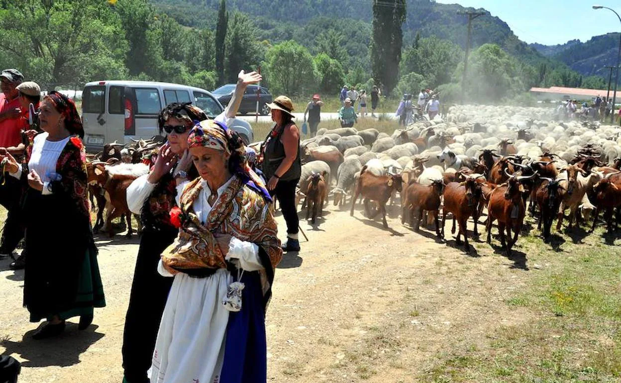 La Fiesta de la Trashumancia de Prioro vuelve a contar con un rebaño de 2.000 ovejas 