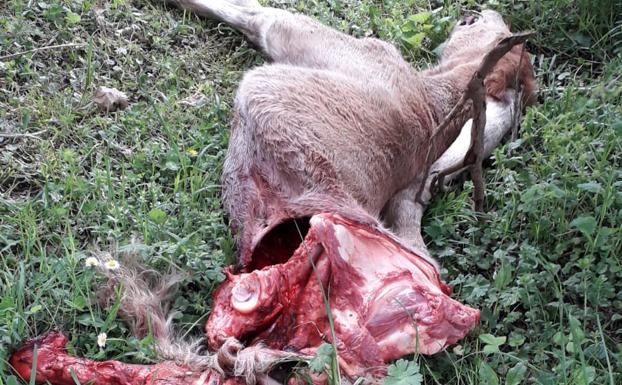 Imagen del potro que devoró el lobo a primeros de año. 