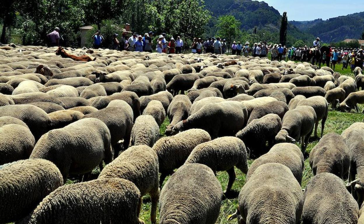 Imagen de la fiesta de la Trashumancia. 