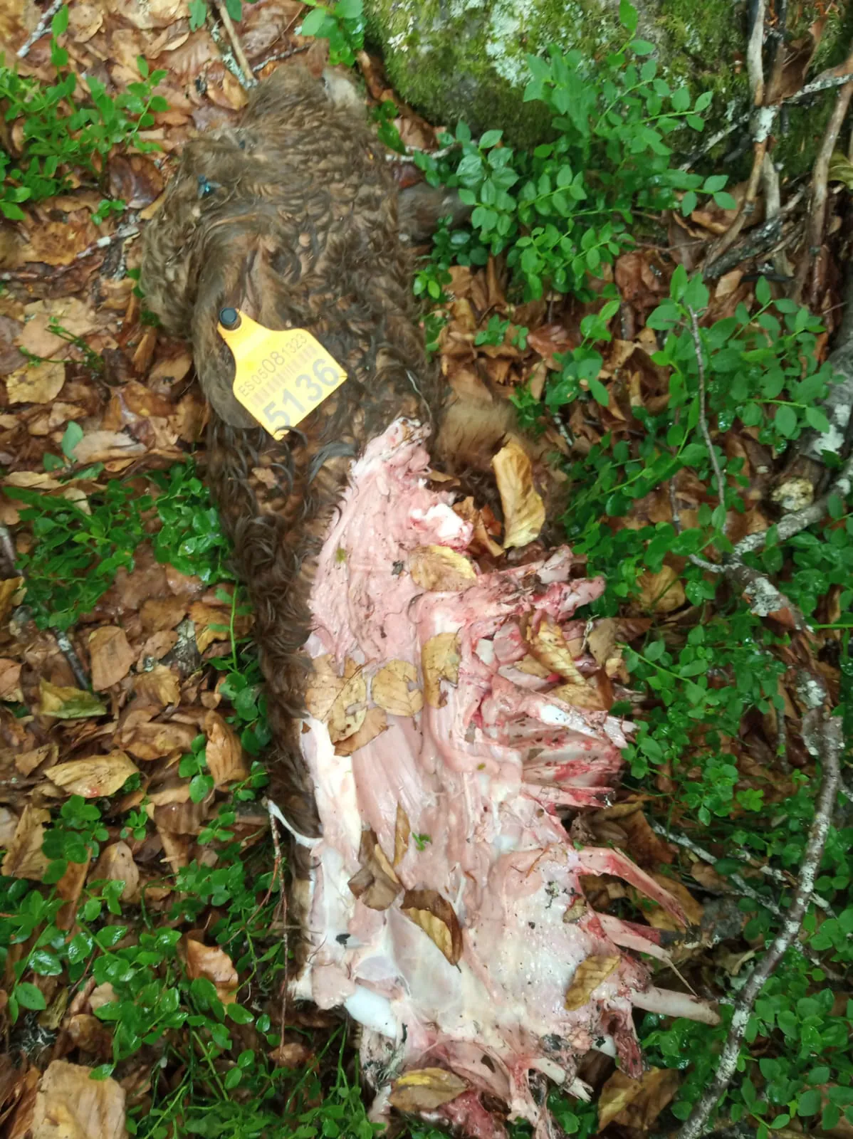 Fotos: Ataque voraz del lobo en Picos de Europa