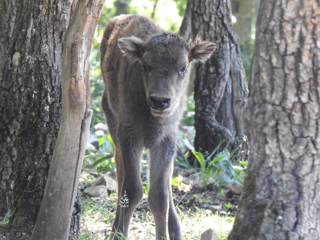 Fotos: Y finalmente triunfó Sancha, el nuevo bisonte leonés
