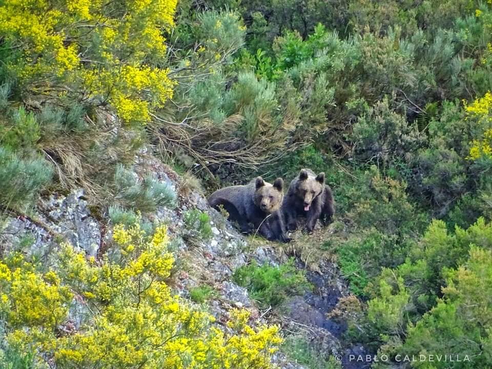 Fotos: Los vecinos más peludos de Portilla de la Reina