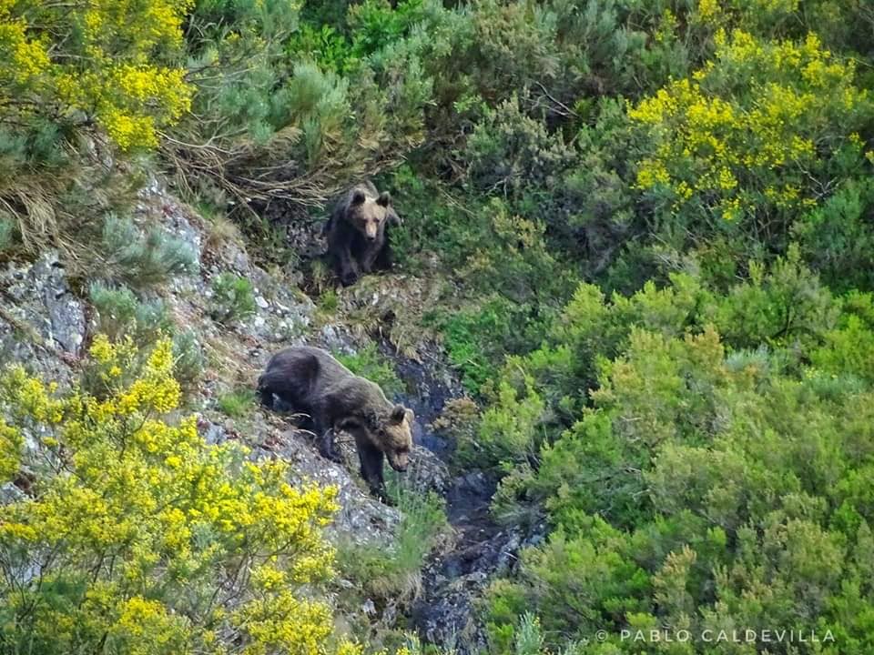 Imagen de 'Zipi' y 'Zape', los vecinos ilustres de Portilla de la Reina. 