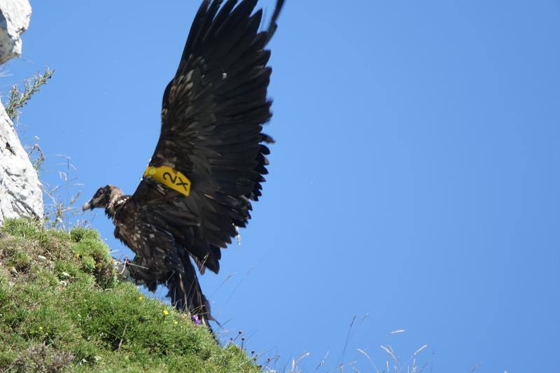 Fotos: Huego ya vuela en Picos de Europa