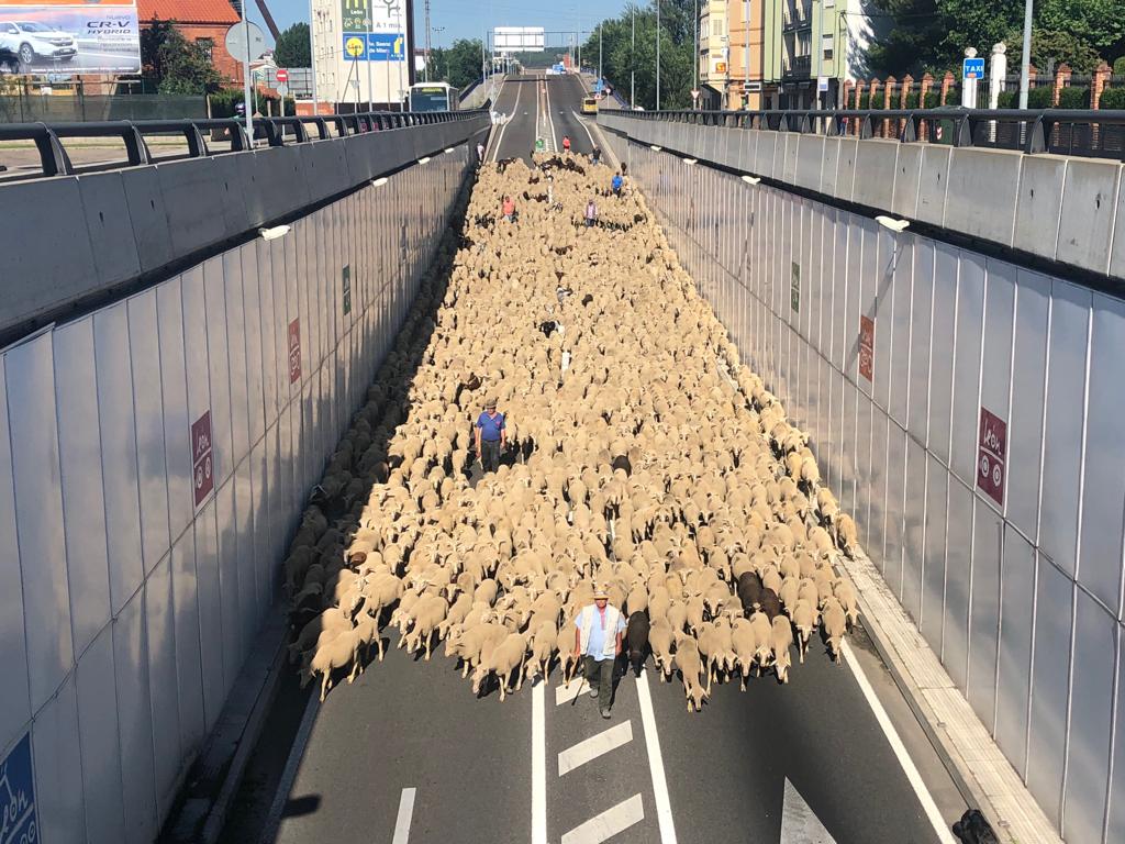 Fotos: Paso de 1.500 ovejas por León capital