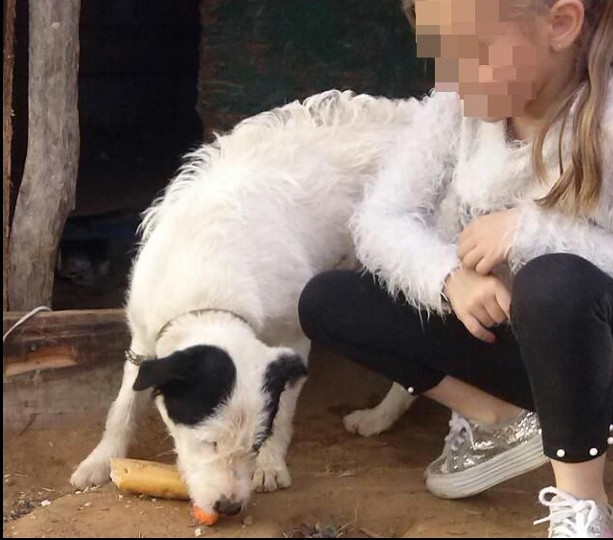 Imagen de uno de los aniamles desaparecidos. 