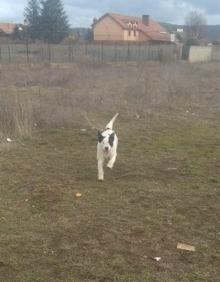 Imagen secundaria 2 - Imágenes de los perros