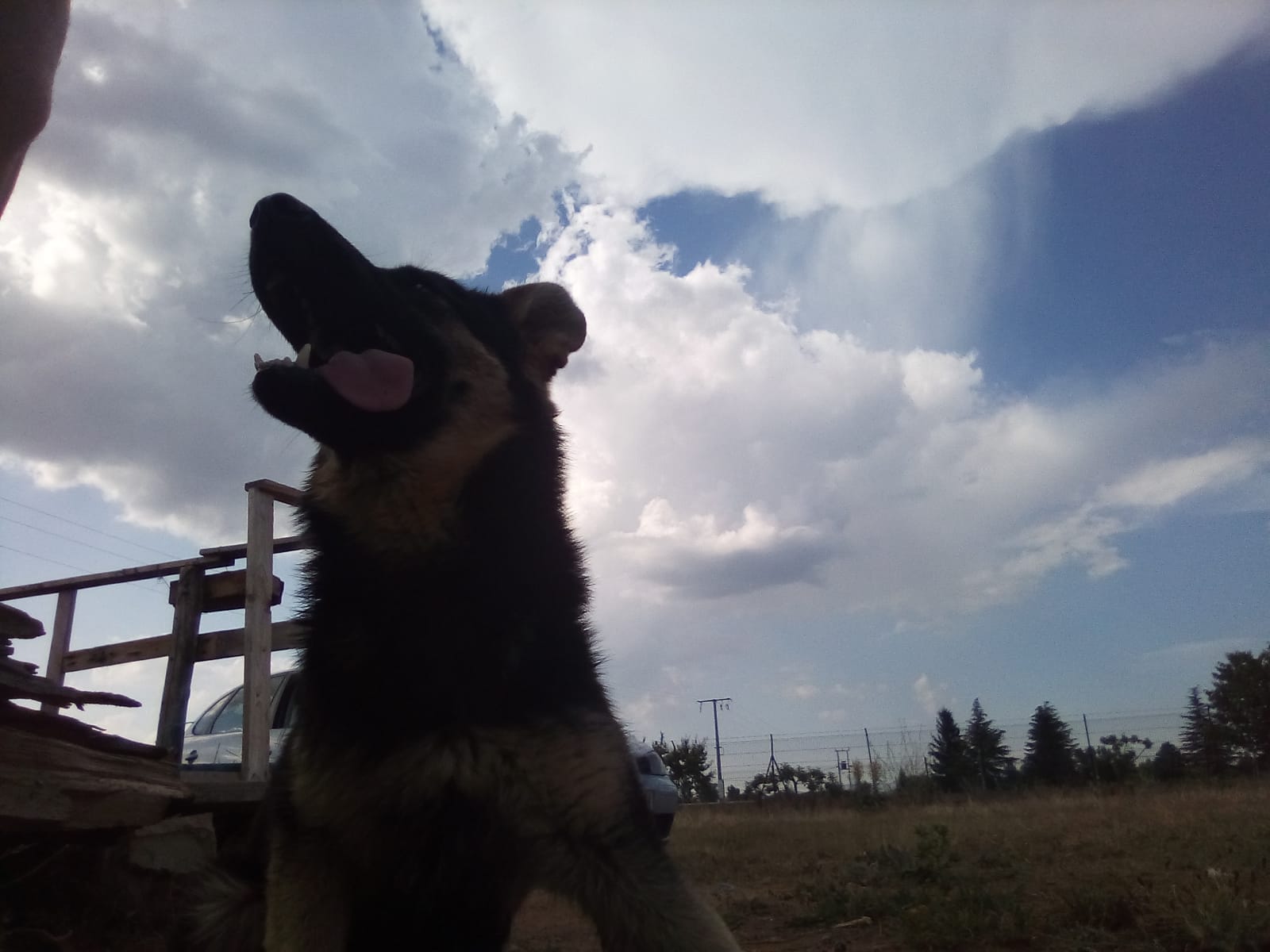 Fotos: Denuncian el robo de sus perros tras una queja vecinal