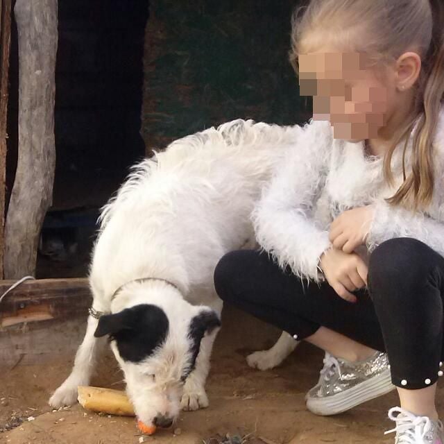 Fotos: Denuncian el robo de sus perros tras una queja vecinal