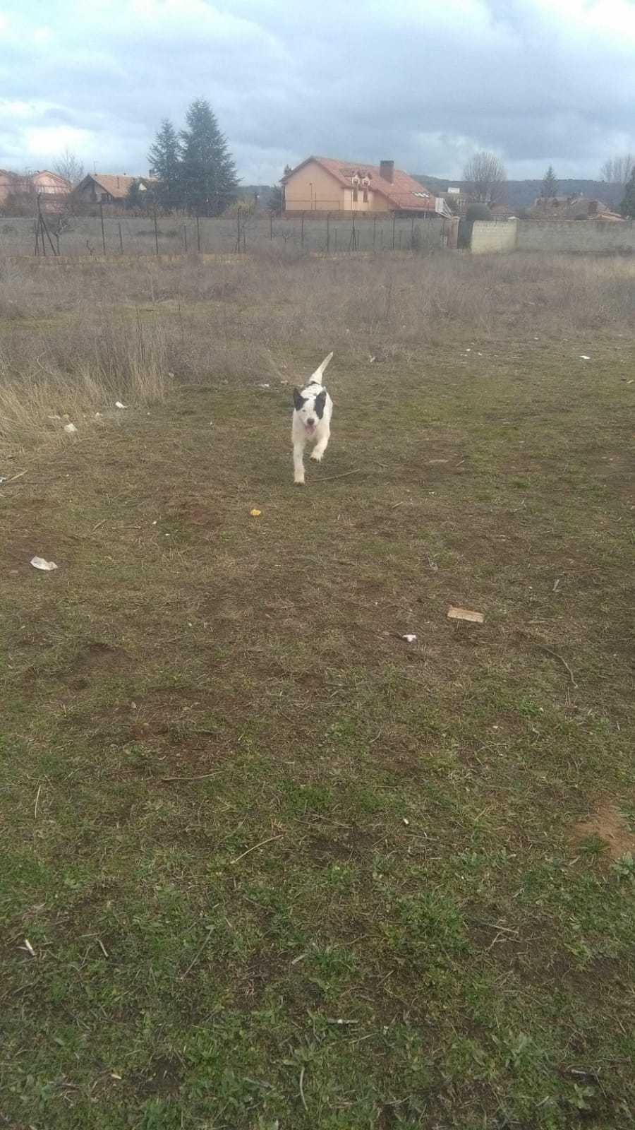 Fotos: Denuncian el robo de sus perros tras una queja vecinal