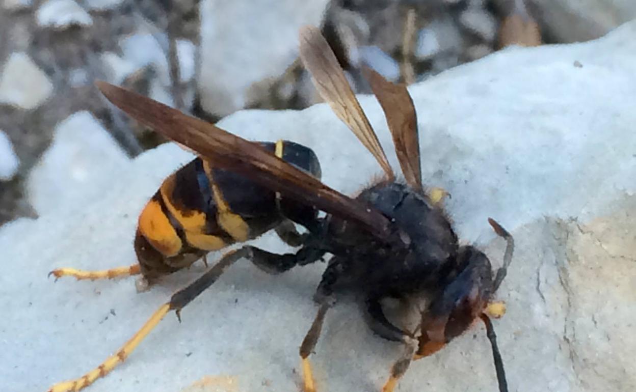 Un nido de avispa asiática en Burgos.