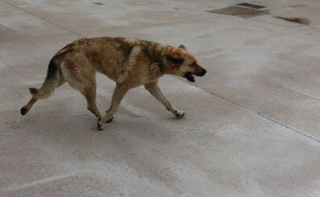 Nala en el patio jugando.