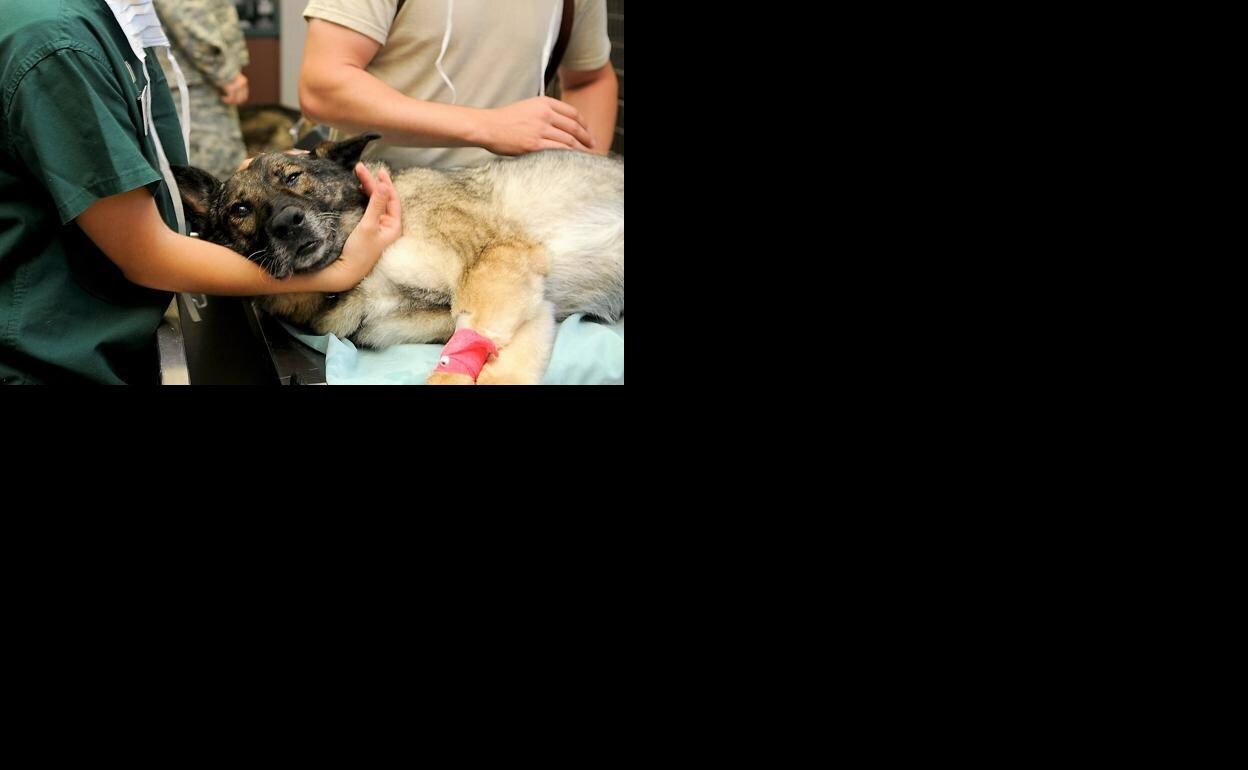 Dos veterinarios atienden a un perro. 