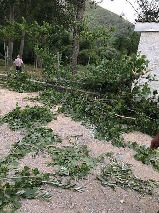 Fotos: Un fuerte vendaval provoca la caída de numerosas ramas en Montuerto