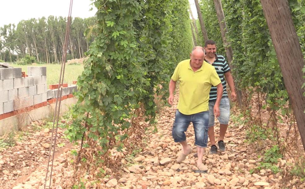 Los dos agricultores en el lúpulo. 