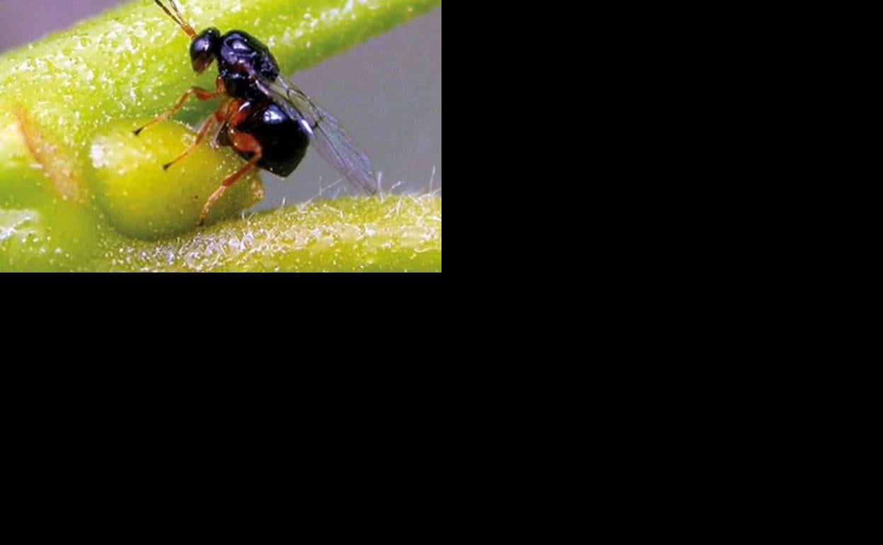 La Mesa del Castaño del Bierzo se reúne para elaborar un plan de lucha contra la plaga de la avispilla