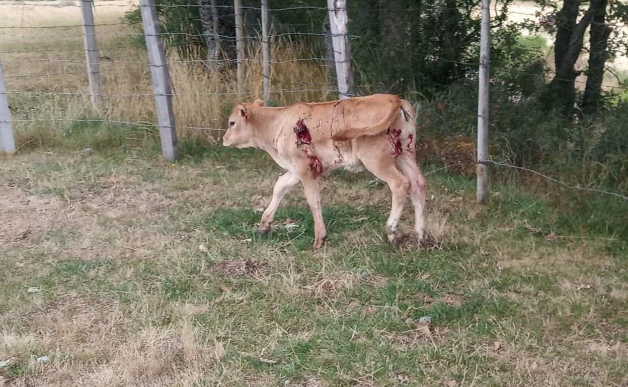 Un ternero herido tras el ataque de unos lobos en una explotación ganadera de Valberzoso. 