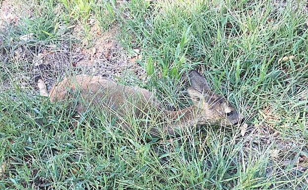 Imagen del corzo tras resultar atropellado (arriba) y pasadas las horas y reclamar la presencia de agentes del Seprona en el lugar (abajo).