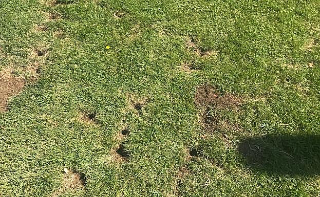 Huras de topillo en San Andrés del Rabanedo.