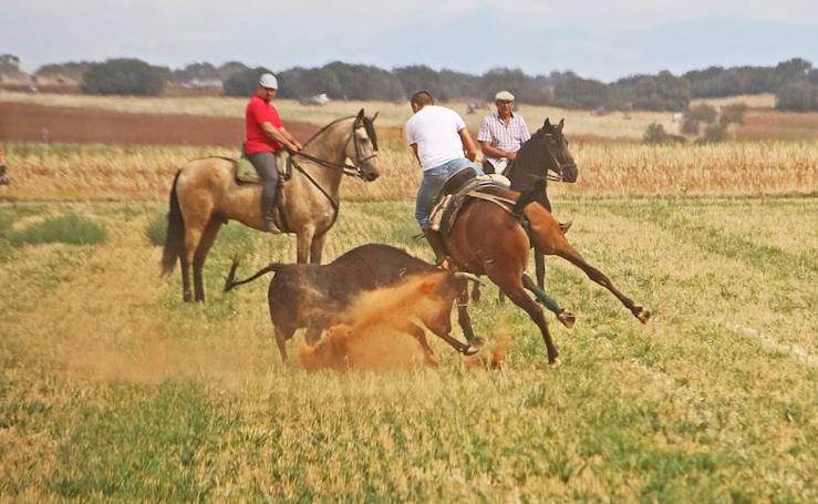 La localidad del sur de León celebra por sexto año consecutivo su encierro campero con casi 50 jinetes y cerca de un millar de personas venidos de toda la comarca 