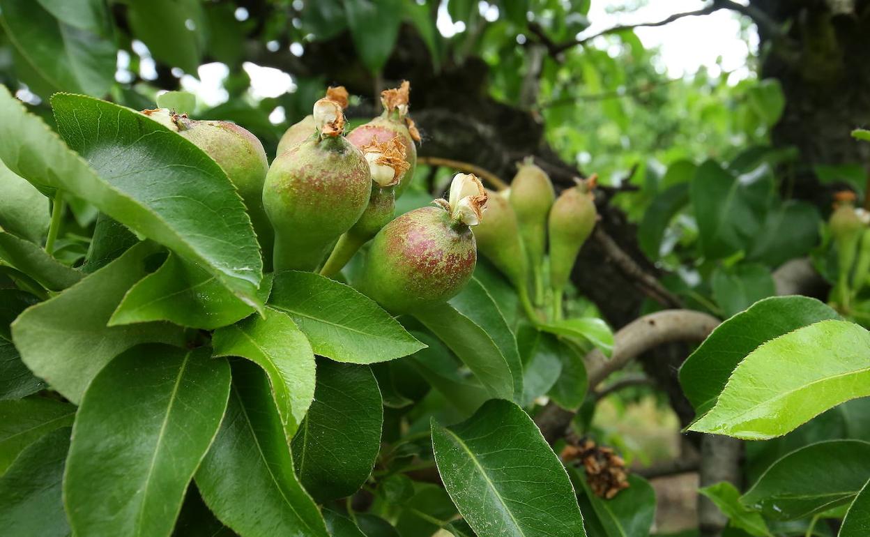 Nuevos brotes de pera Conferencia del Bierzo.