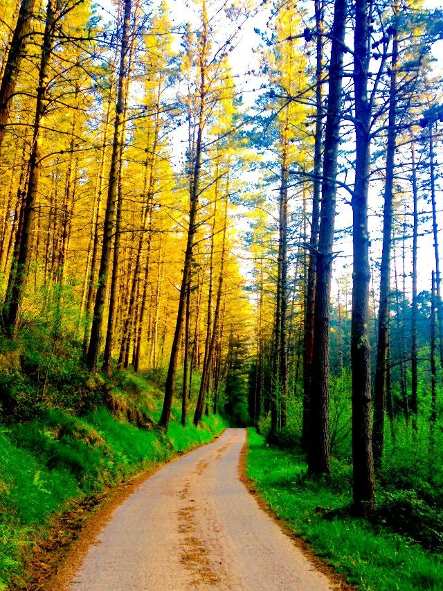 Fotos: El Camino, en fotos