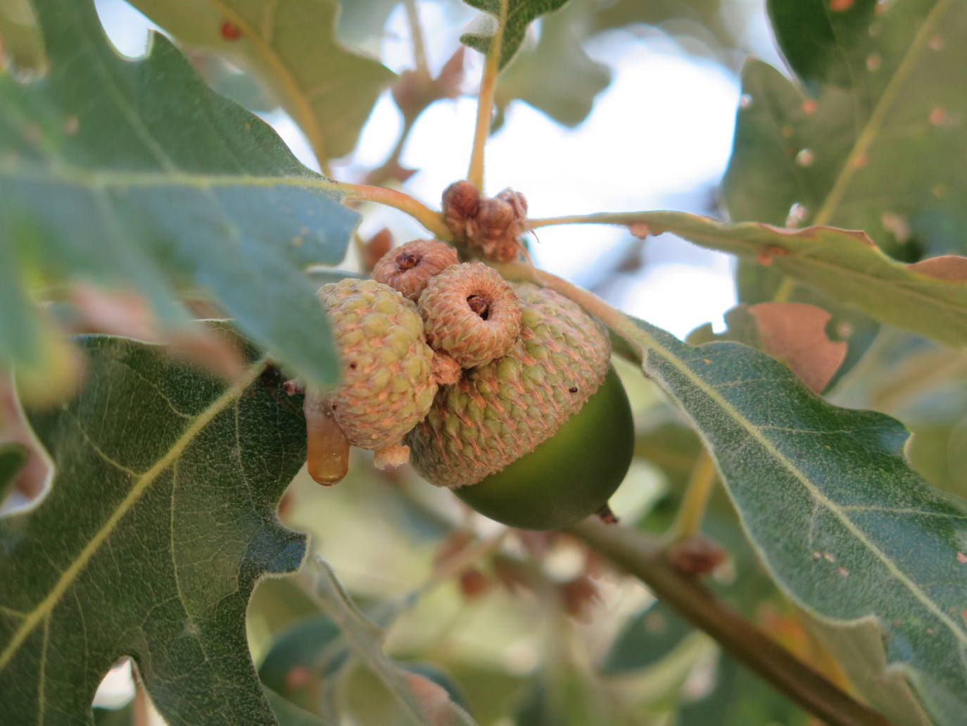 Fotos: La Tebaida Berciana respira de nuevo