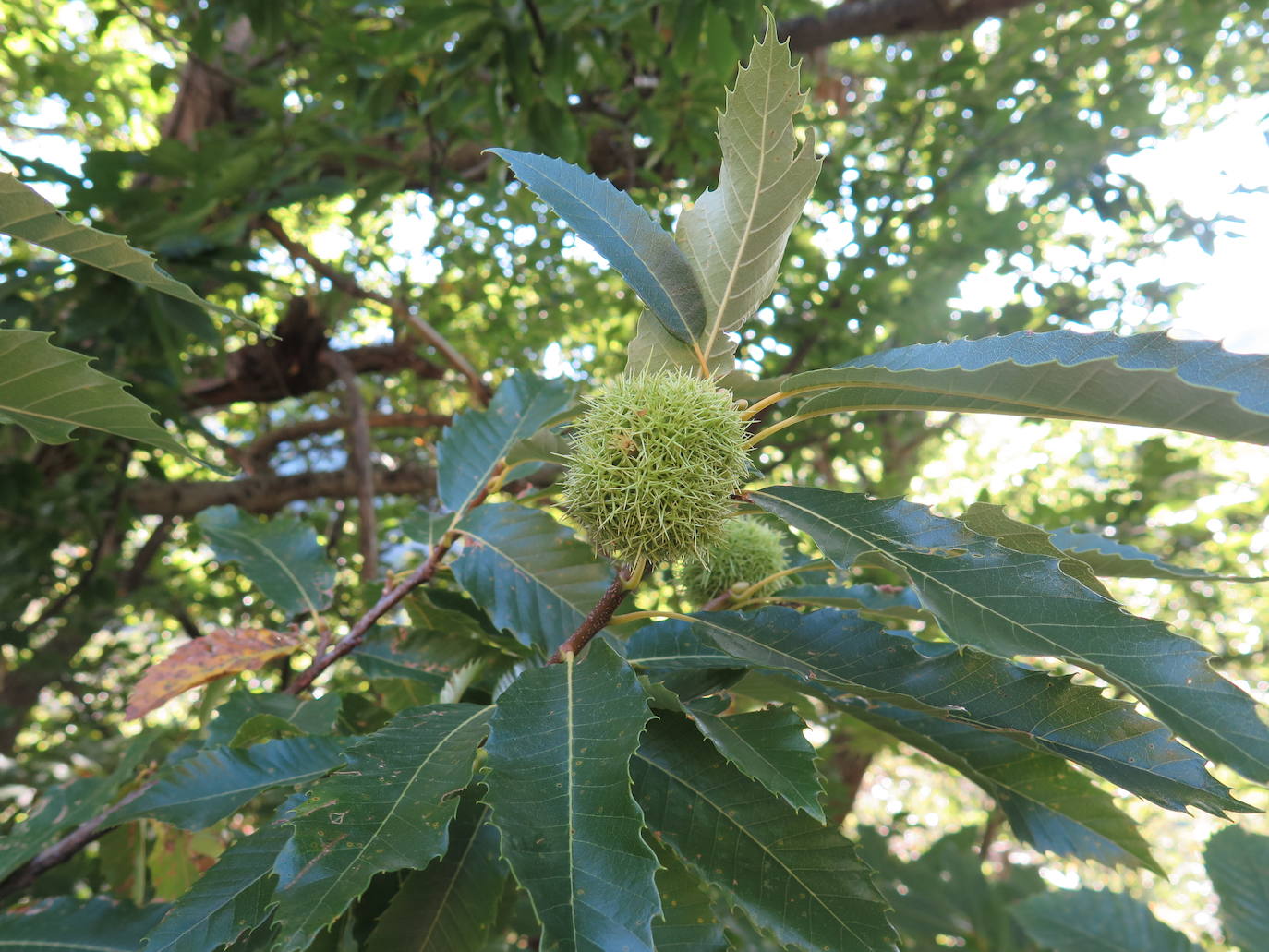 Fotos: La Tebaida Berciana respira de nuevo