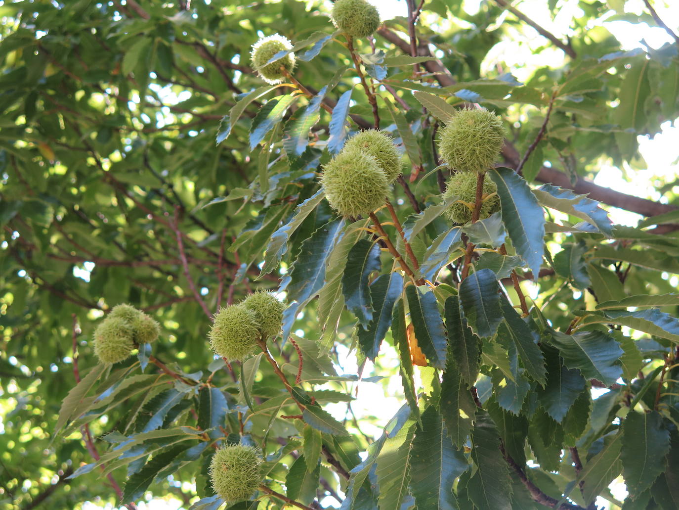 Fotos: La Tebaida Berciana respira de nuevo