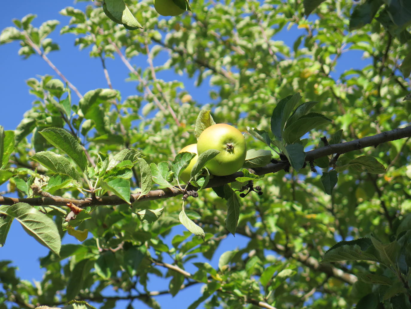 Fotos: La Tebaida Berciana respira de nuevo