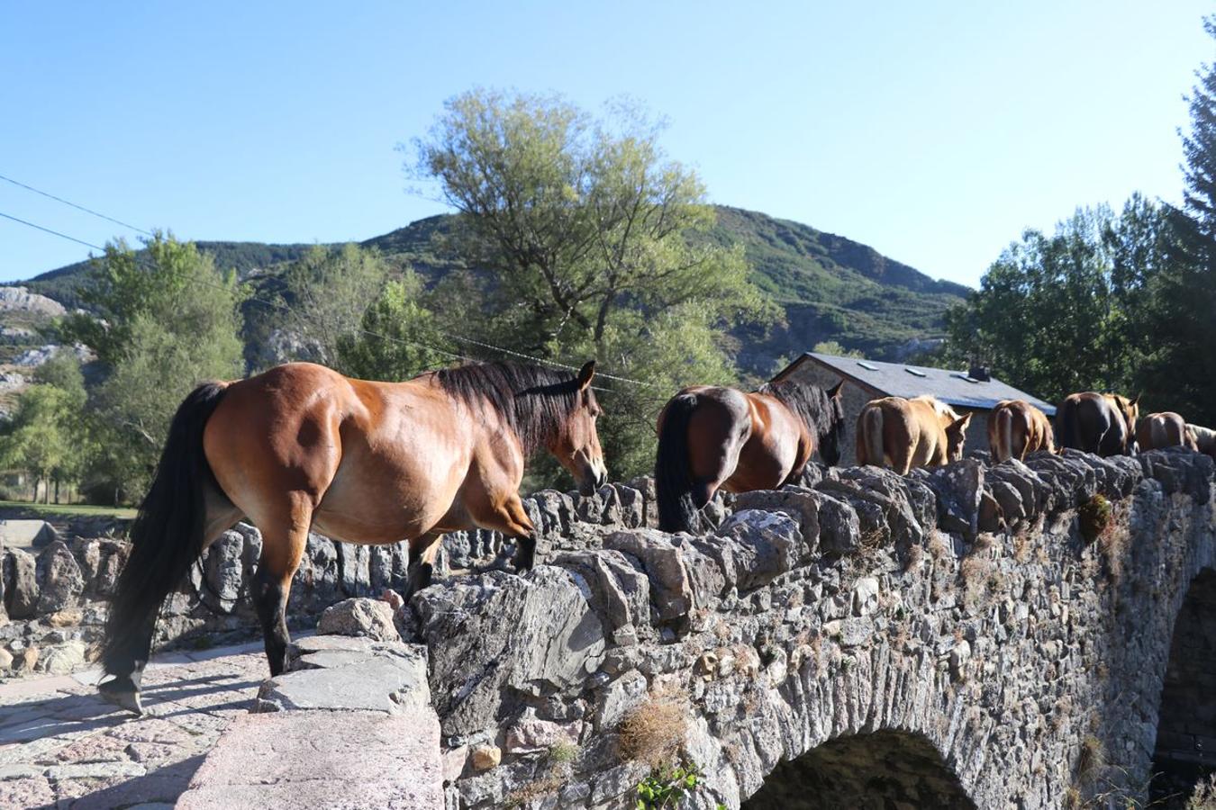 Fotos: Feria tradicional del Cristo de Lugueros 2019