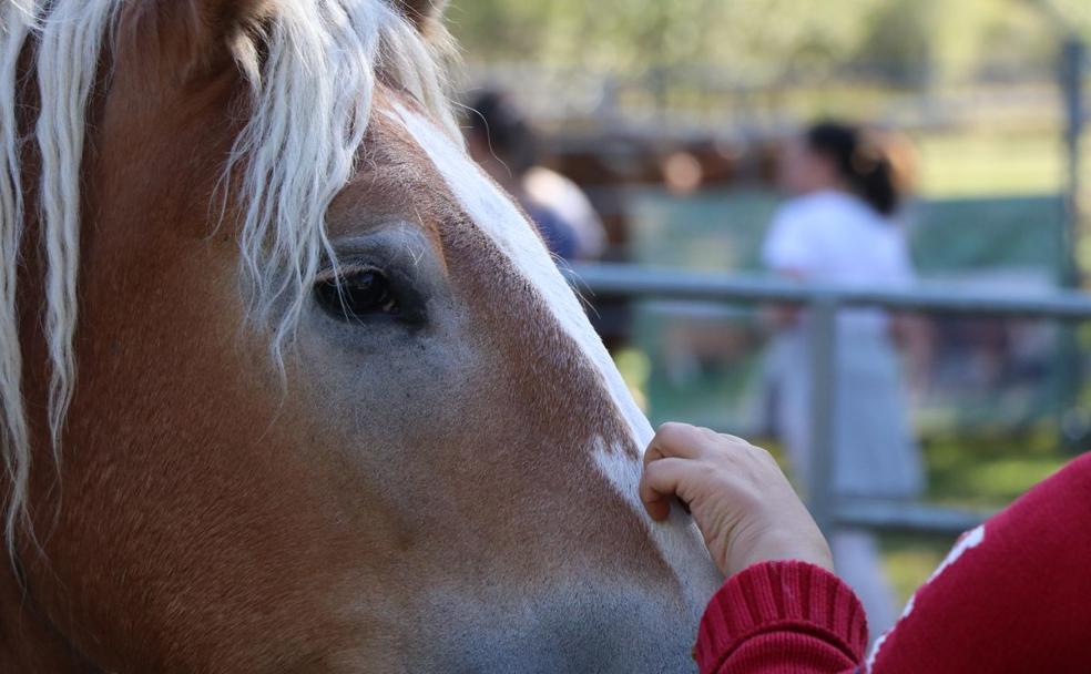 Uno de los ejemplares de caballos que se han dado cita en la feria.