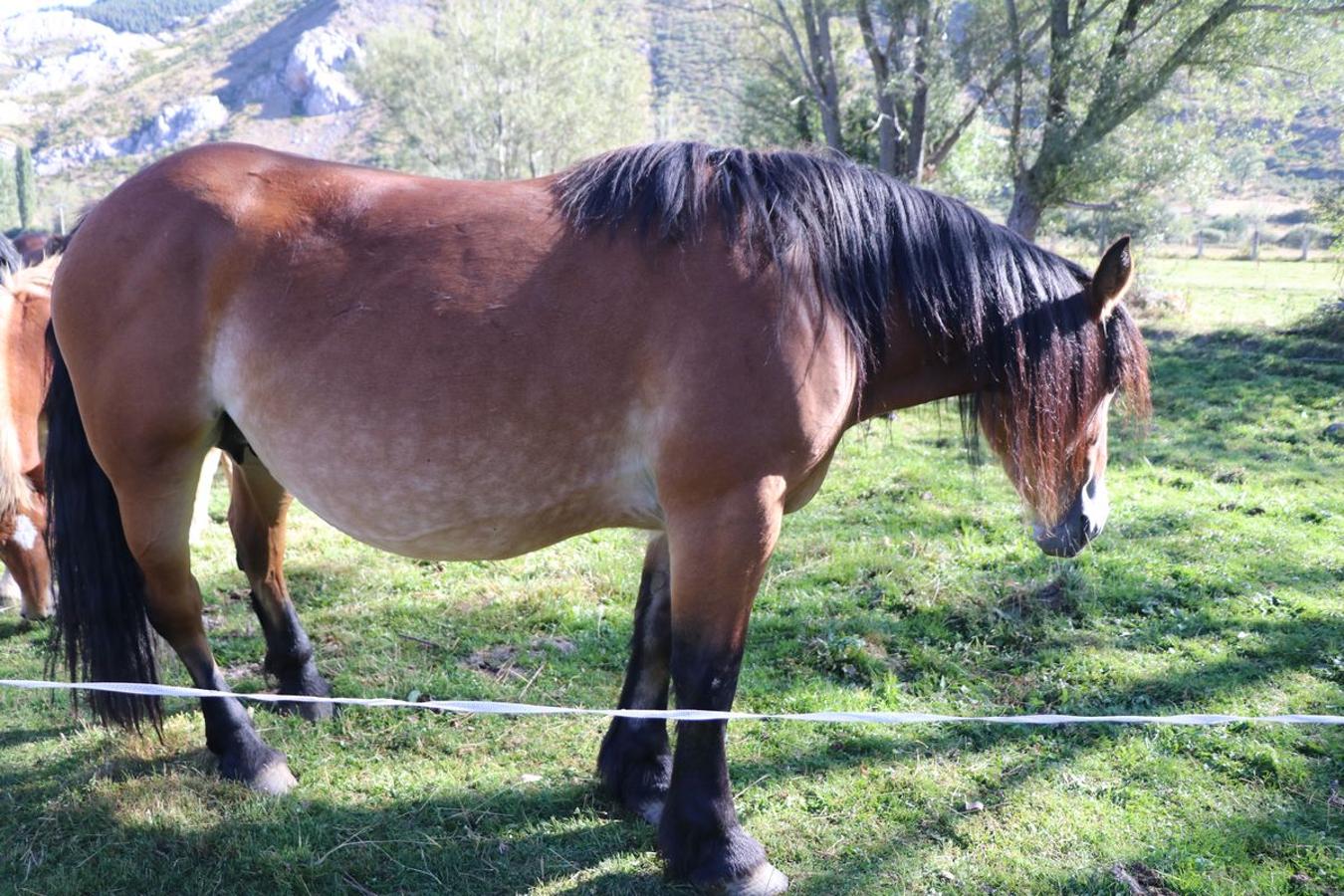 Fotos: Feria tradicional del Cristo de Lugueros 2019