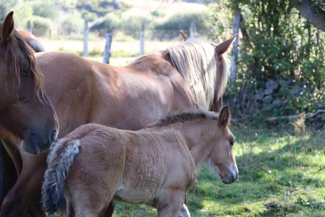 Fotos: Feria tradicional del Cristo de Lugueros 2019