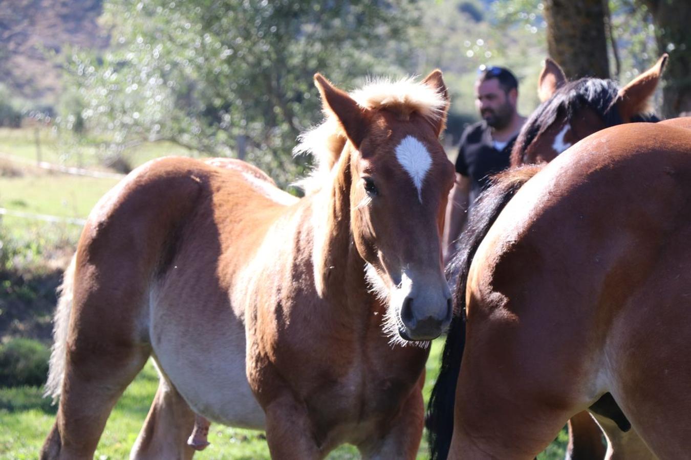Fotos: Feria tradicional del Cristo de Lugueros 2019