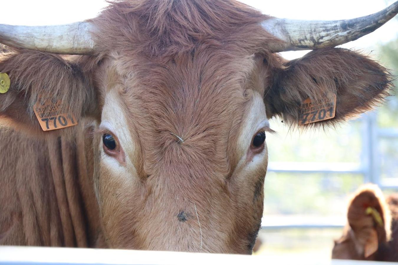 Fotos: Feria tradicional del Cristo de Lugueros 2019