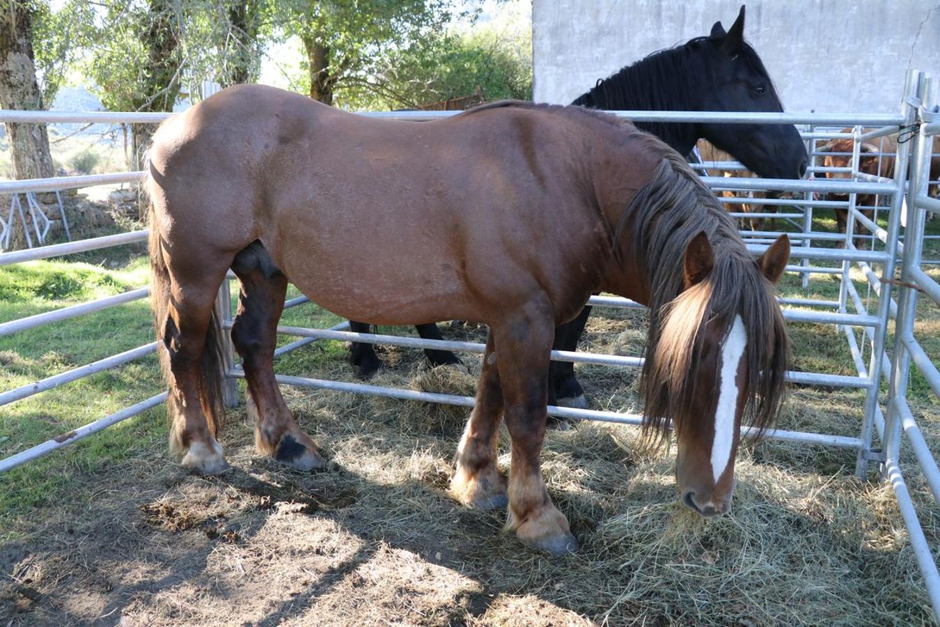 Fotos: Feria tradicional del Cristo de Lugueros 2019