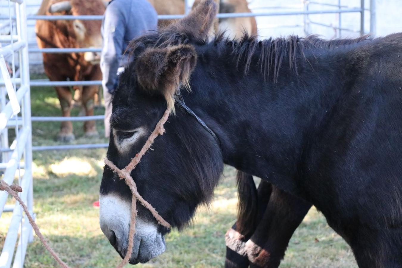 Fotos: Feria tradicional del Cristo de Lugueros 2019