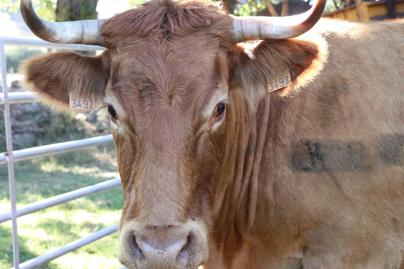 Fotos: Feria tradicional del Cristo de Lugueros 2019